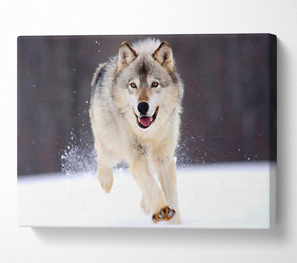  A Canvas Print of Gray Wolf Minnesota Canvas Art