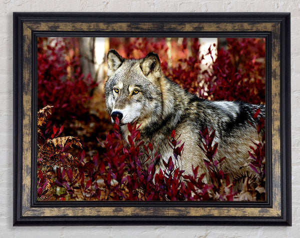 Gray Wolf Framed Print