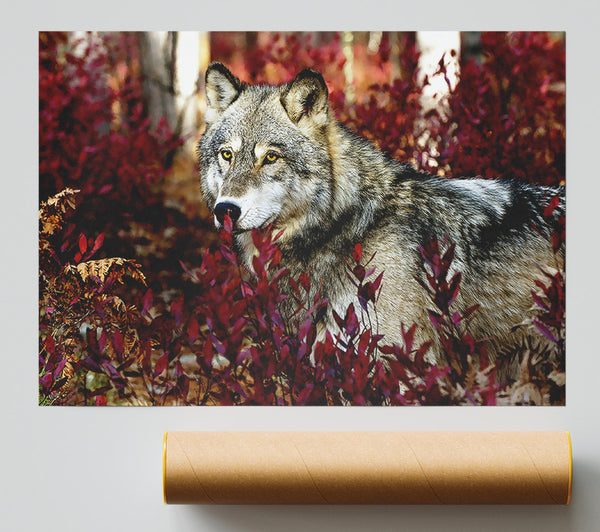 Gray Wolf Print