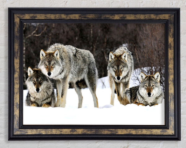 Gray Wolves Norway Framed Print