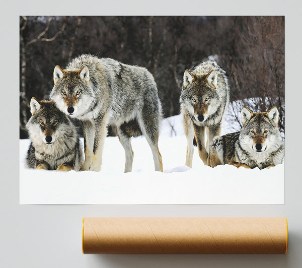 Gray Wolves Norway Poster