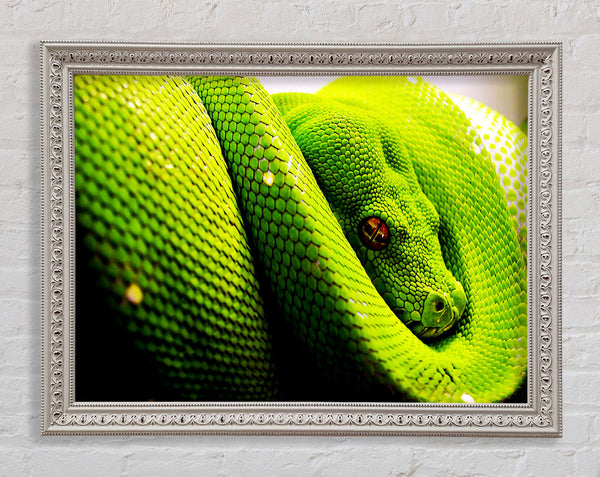 Green Snake Huddle Framed Print