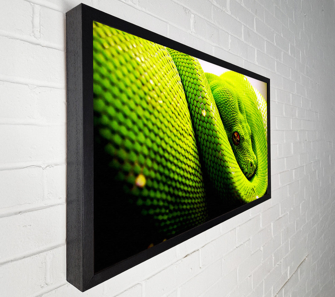  A Canvas Print of Green Snake Huddle Canvas Print