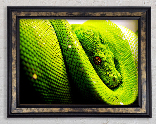 Green Snake Huddle Framed Print