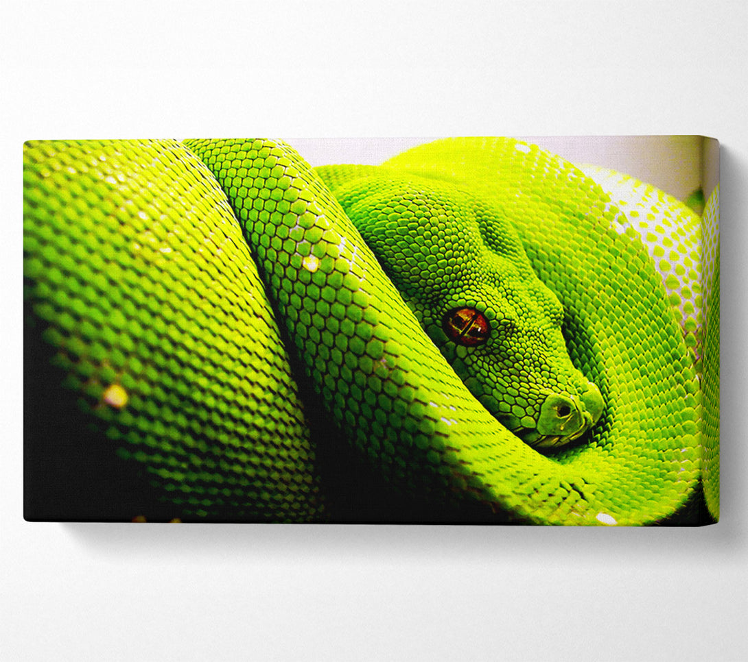  A Canvas Print of Green Snake Huddle Canvas Print