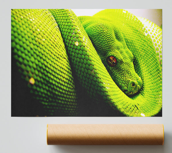 Green Snake Huddle Giclee Print