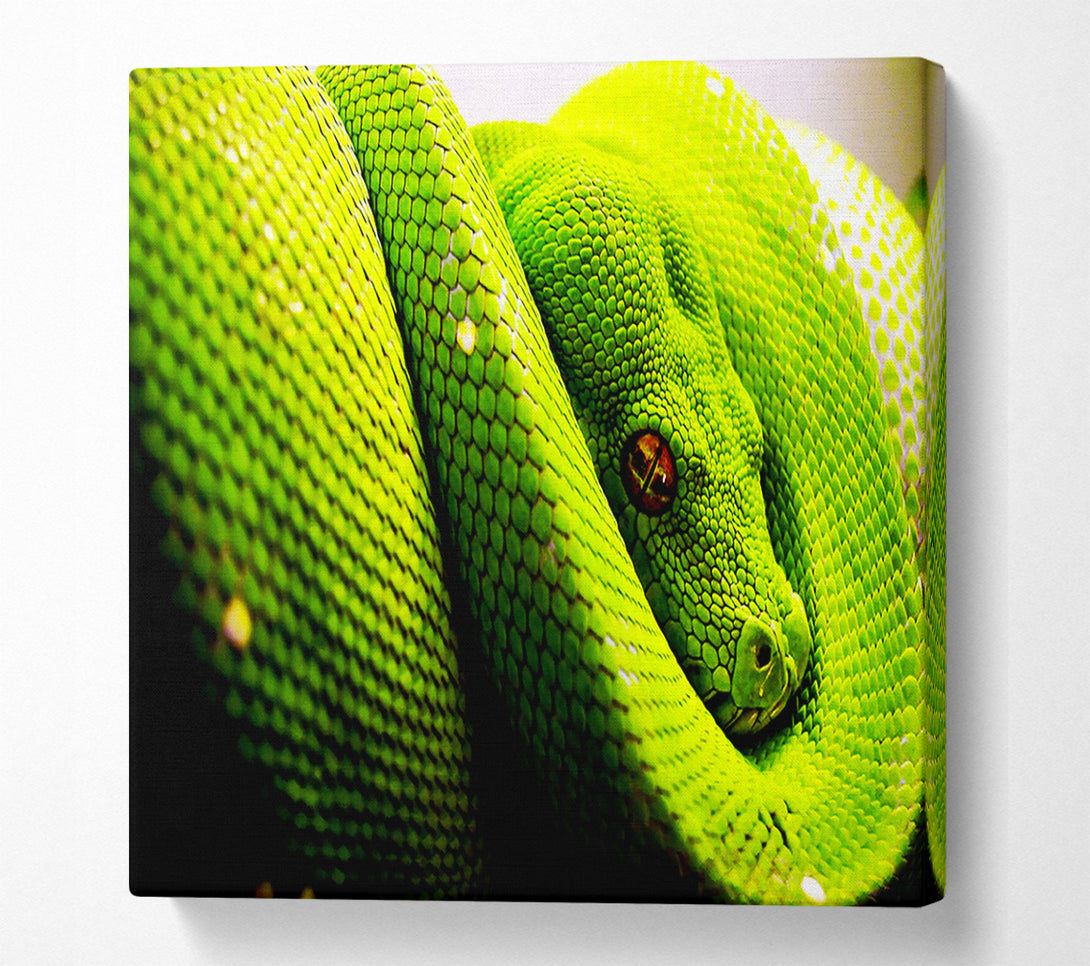  A Canvas Print of Green Snake Huddle Canvas Print