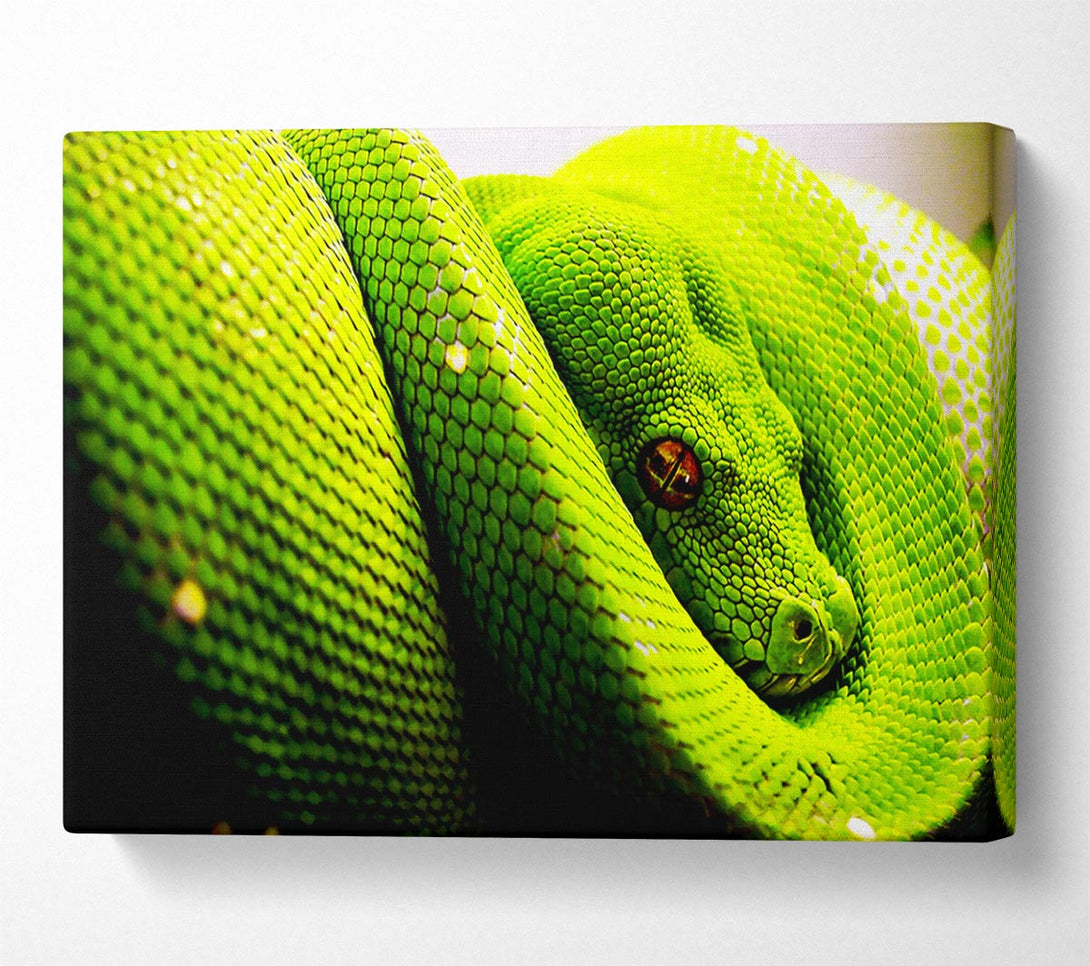  A Canvas Print of Green Snake Huddle Canvas Print