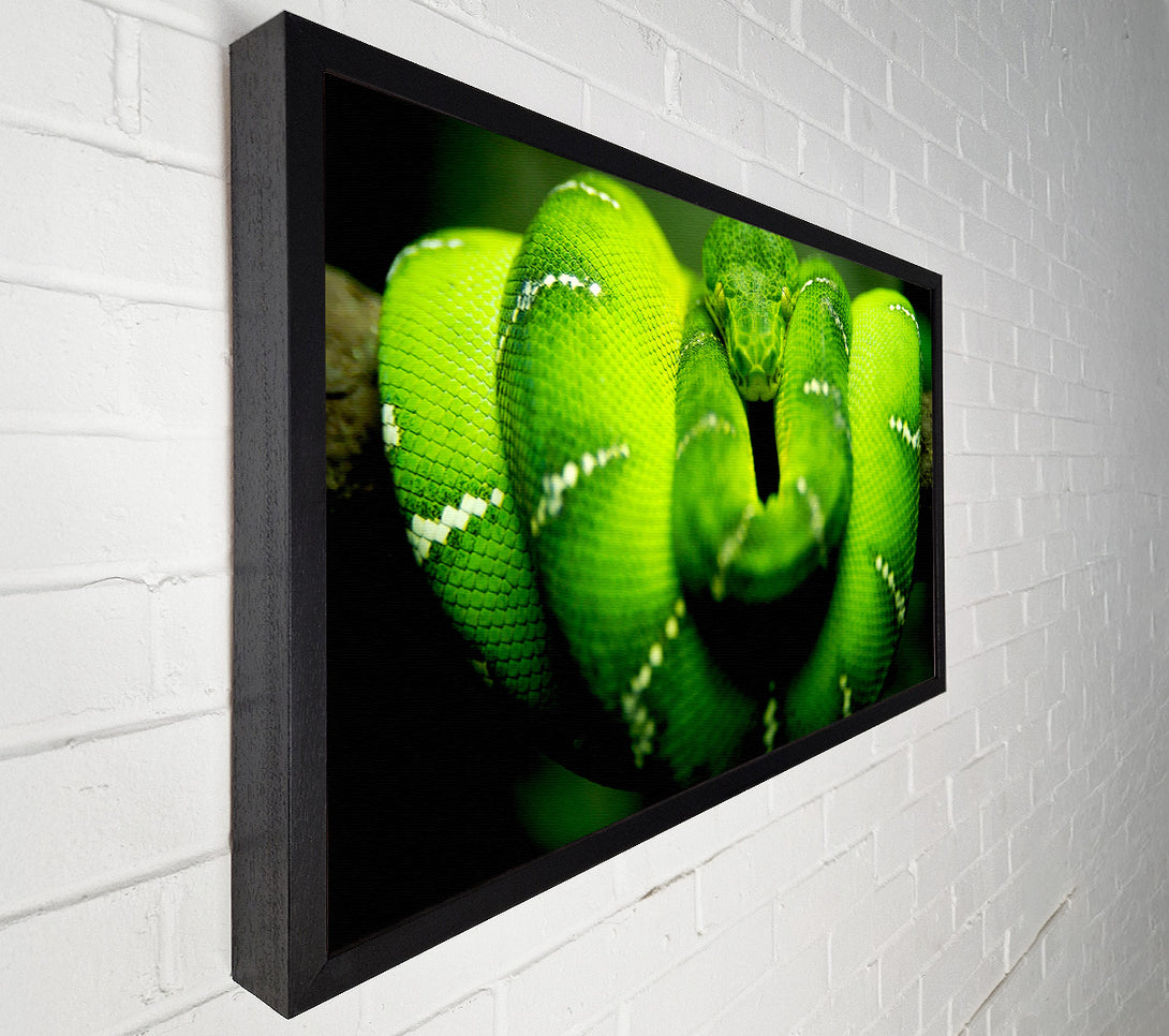  A Canvas Print of Green Snake Canvas Art