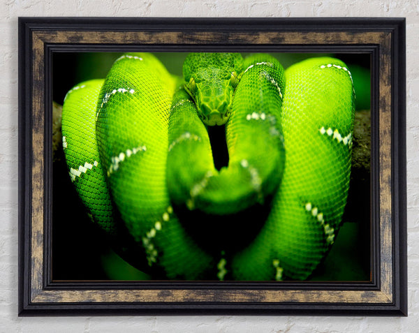 Green Snake Framed Print