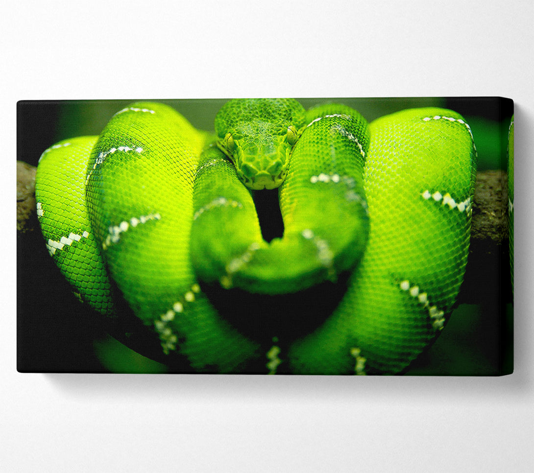  A Canvas Print of Green Snake Canvas Art