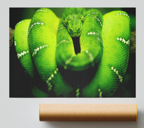 Green Snake Print