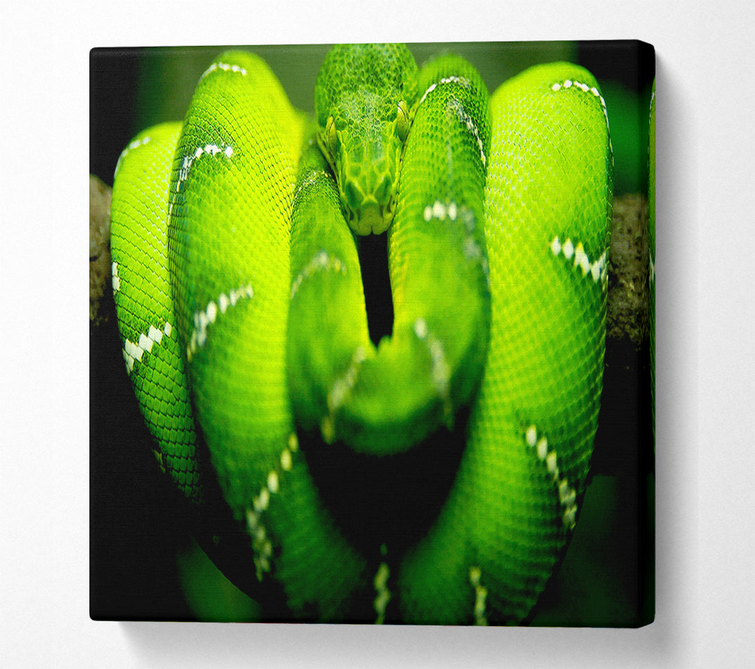  A Canvas Print of Green Snake Canvas Art