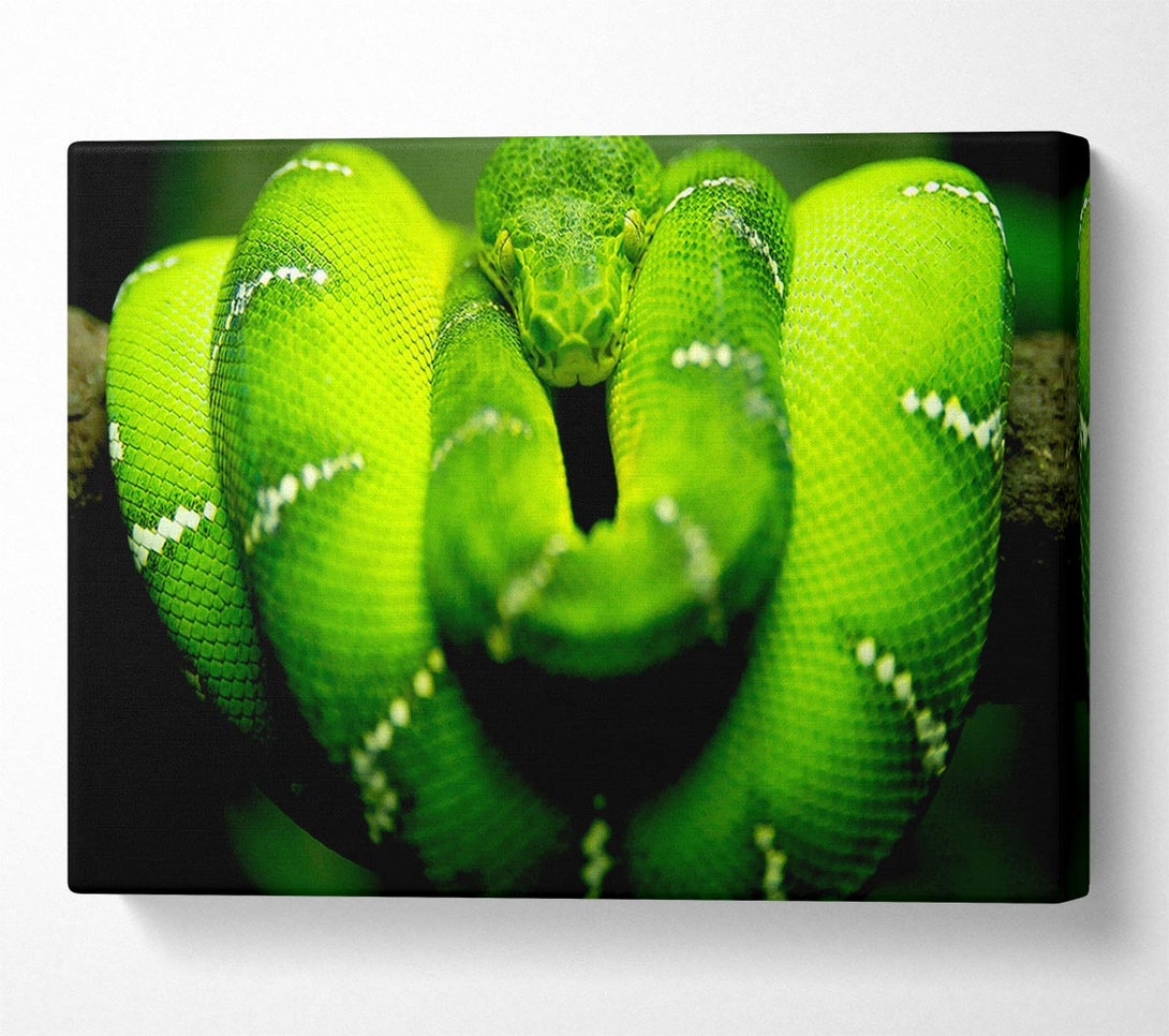  A Canvas Print of Green Snake Canvas Art