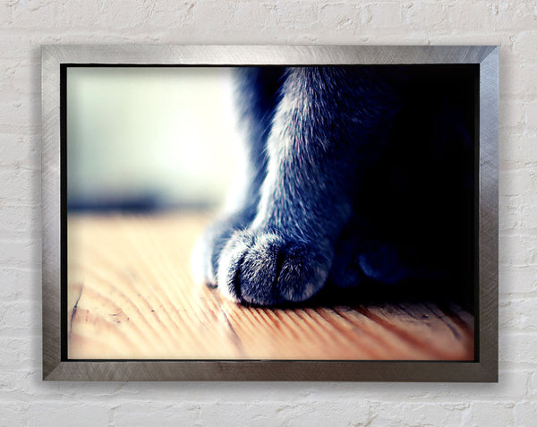 Grey Paws Framed Print