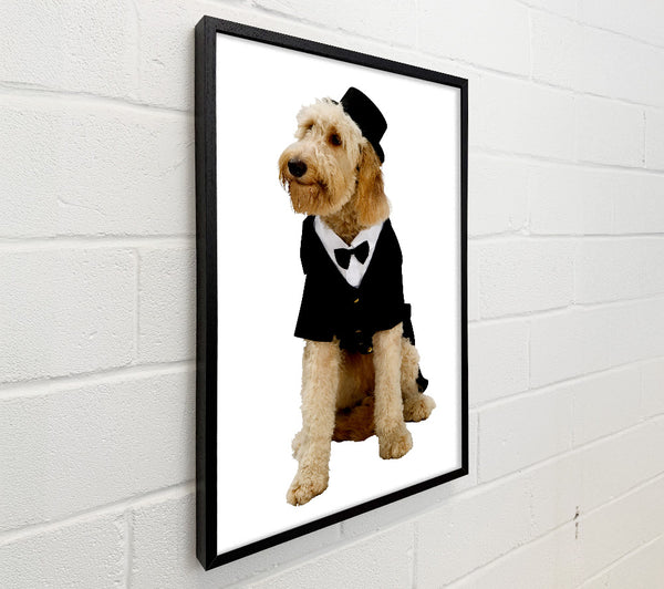 Groom Dog