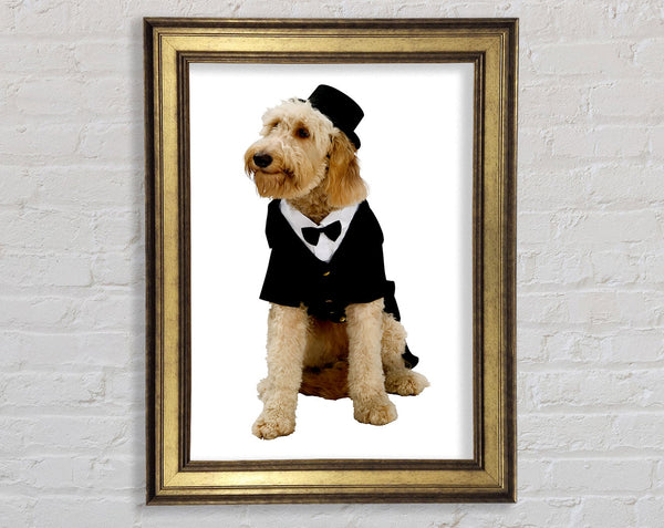 Groom Dog Framed Print