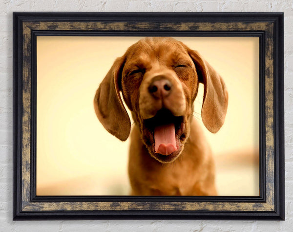 Funny Dog Framed Print