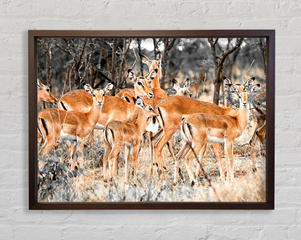 Herd Of Deer Framed Print