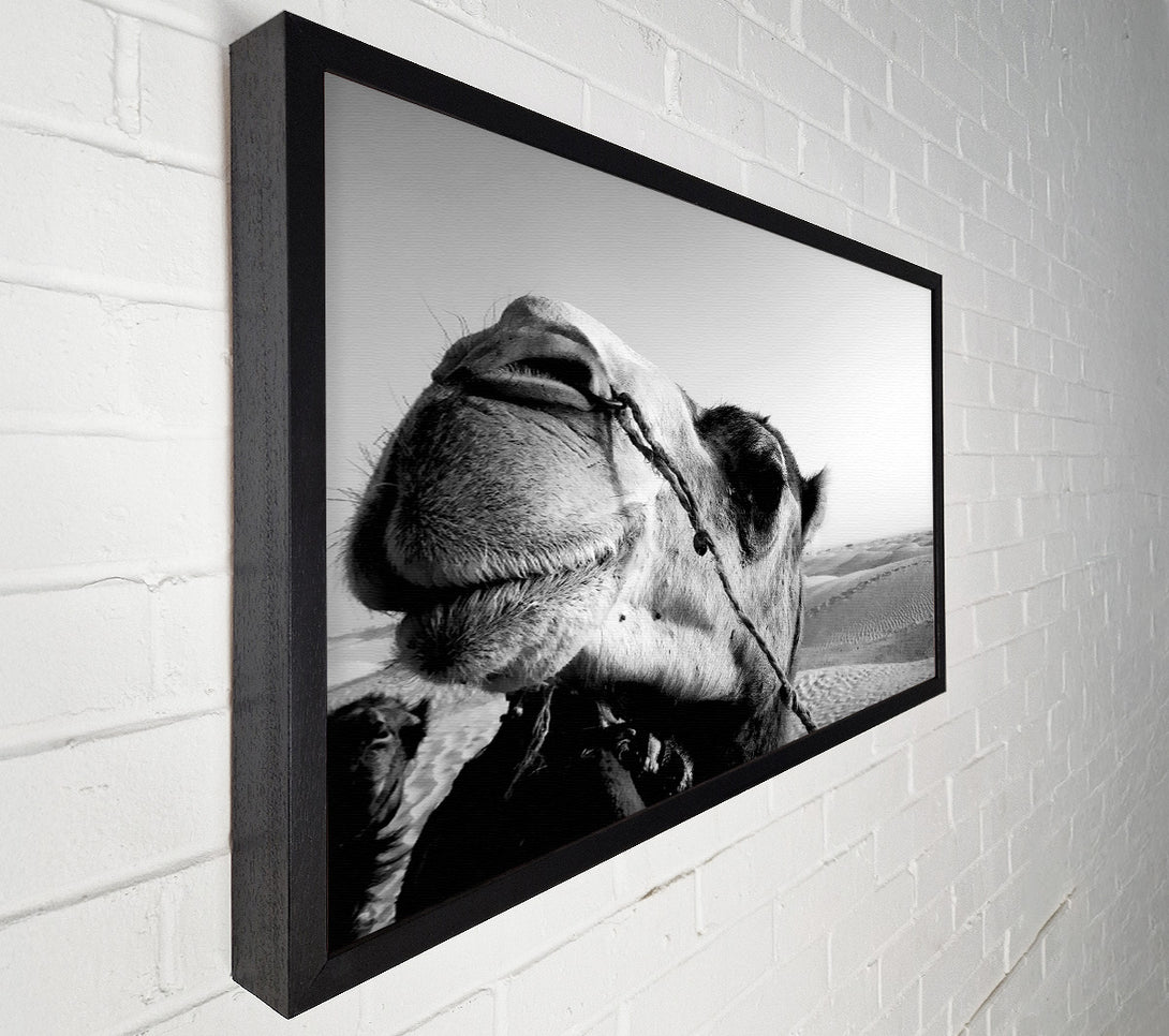  A Canvas Print of Heres Looking At You Camel Canvas Print