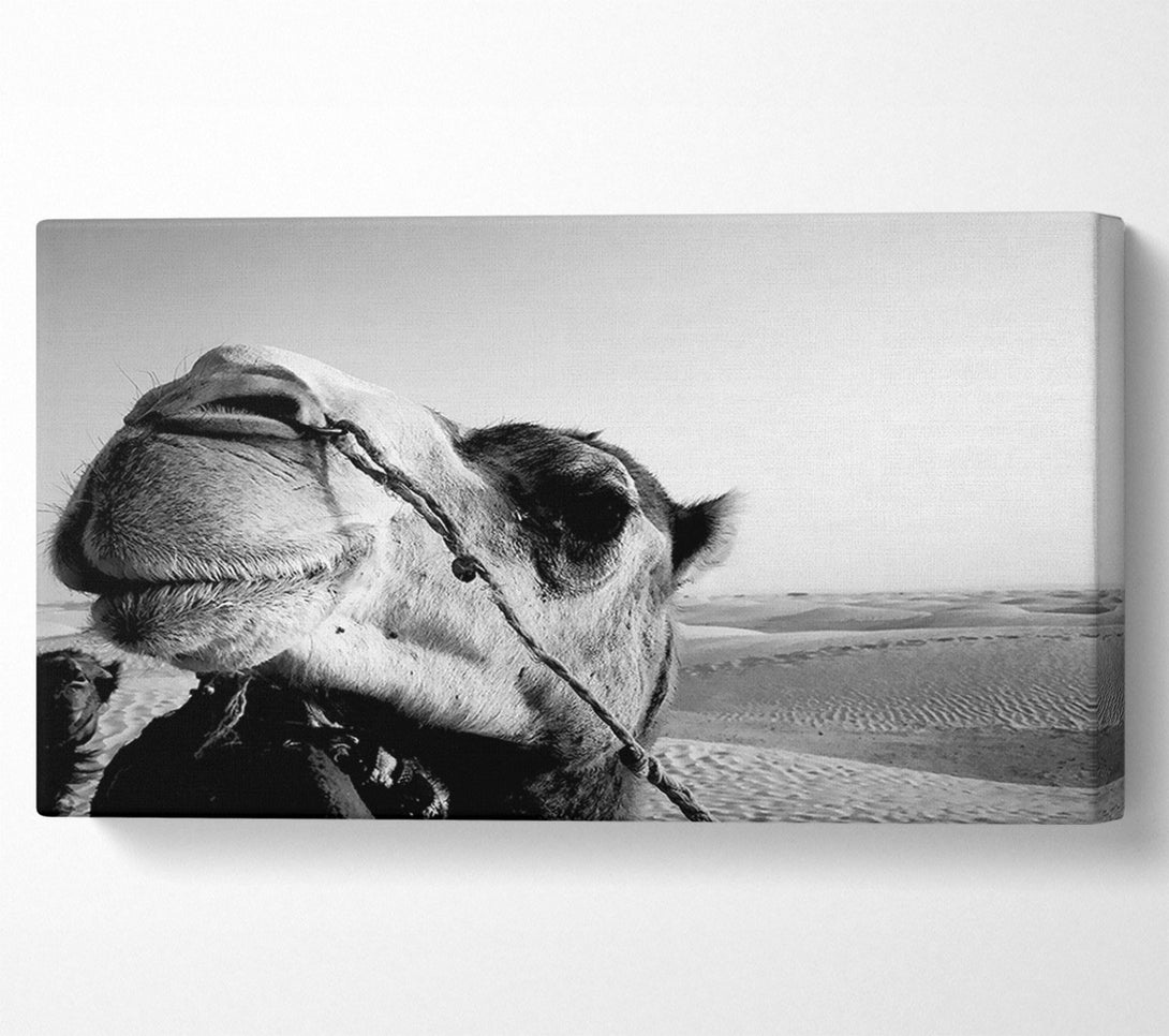  A Canvas Print of Heres Looking At You Camel Canvas Print