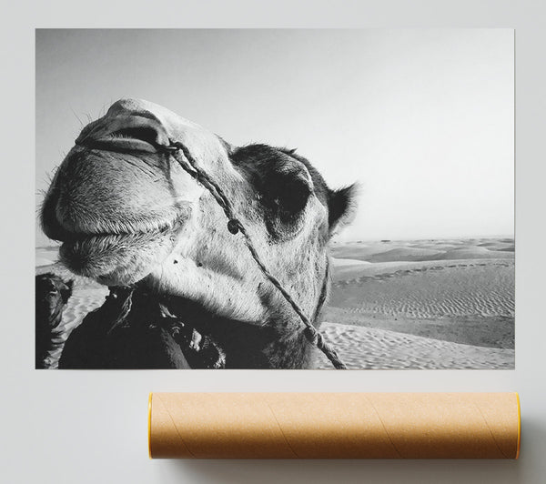 Heres Looking At You Camel Giclee Print
