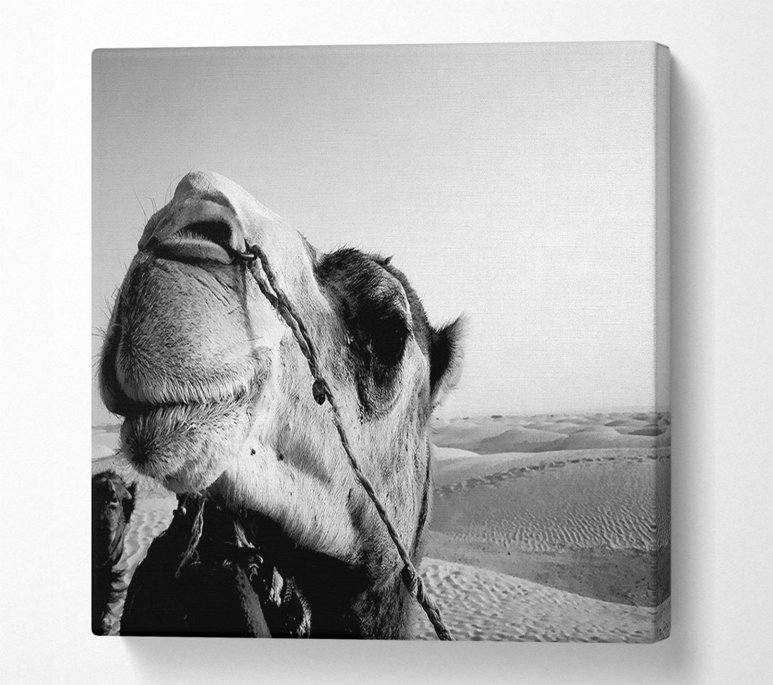  A Canvas Print of Heres Looking At You Camel Canvas Print