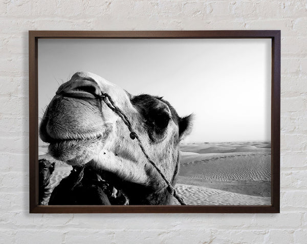 Heres Looking At You Camel Framed Print