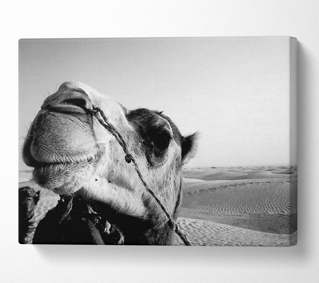  A Canvas Print of Heres Looking At You Camel Canvas Print