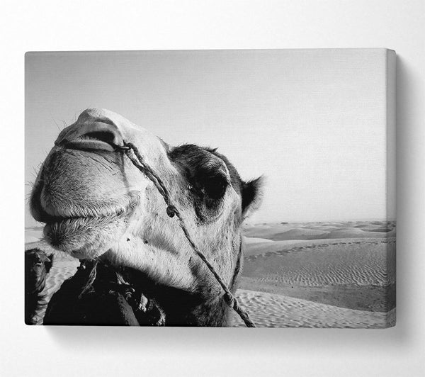  A Canvas Print of Heres Looking At You Camel Canvas Print