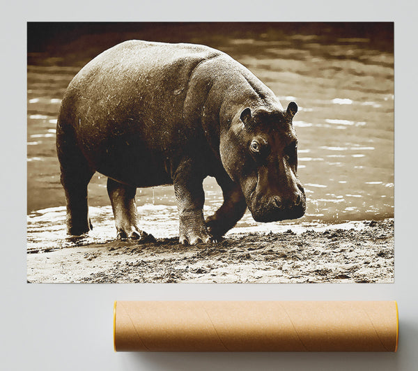 Hippopotamus Bath Print