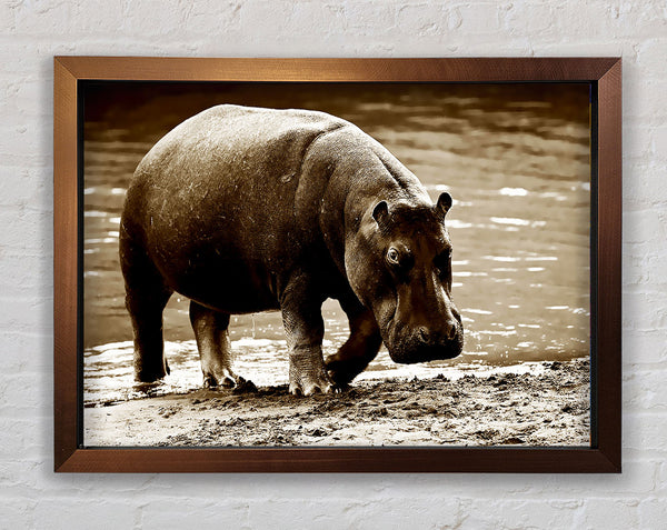Hippopotamus Bath Framed Print