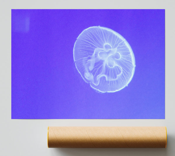 Horniman Jellyfish Giclee Print