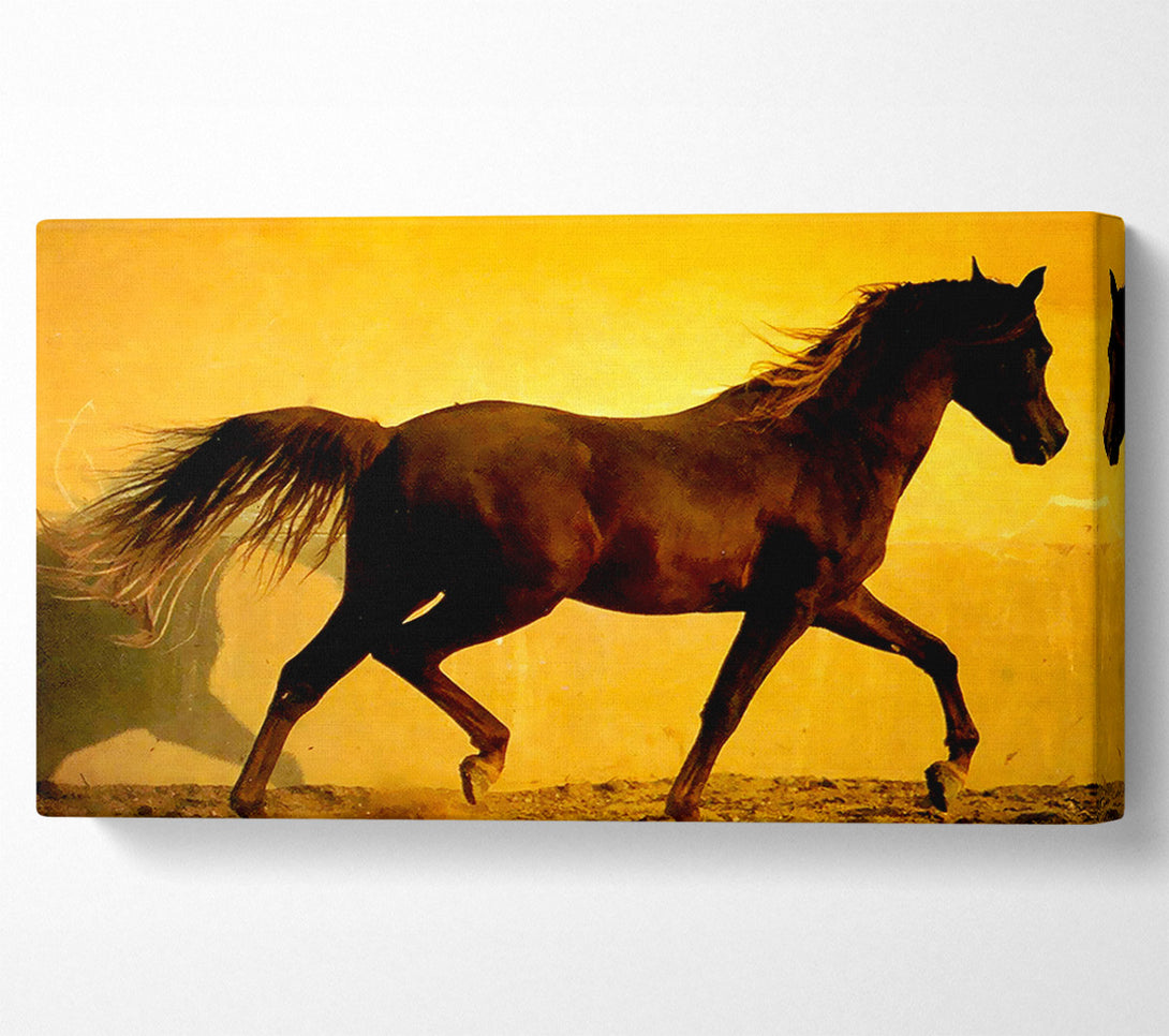  A Canvas Print of Horse In Golden Sunlight Canvas Print
