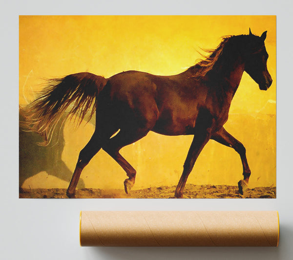 Horse In Golden Sunlight Poster