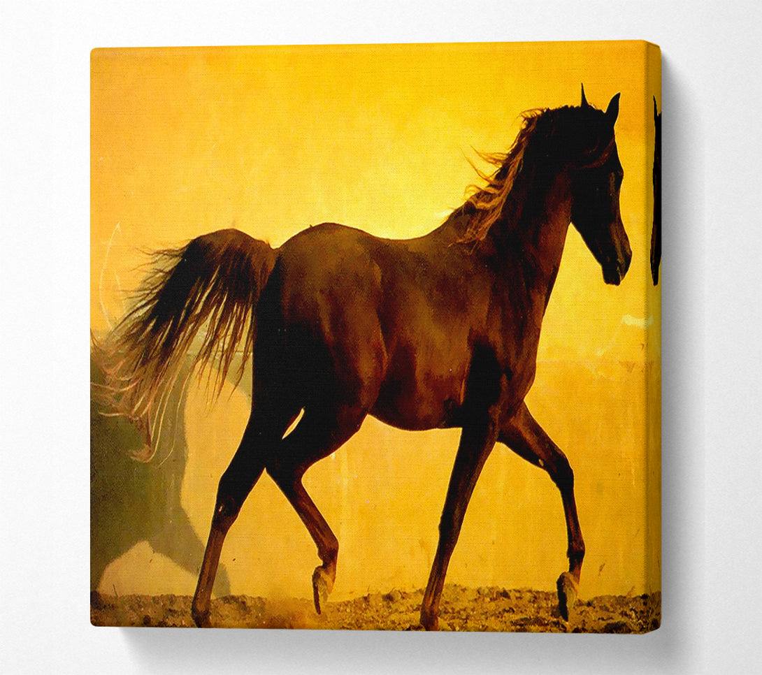  A Canvas Print of Horse In Golden Sunlight Canvas Print