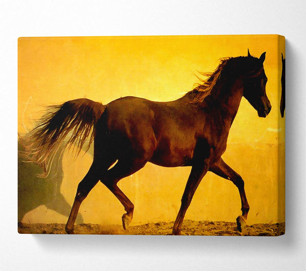  A Canvas Print of Horse In Golden Sunlight Canvas Print