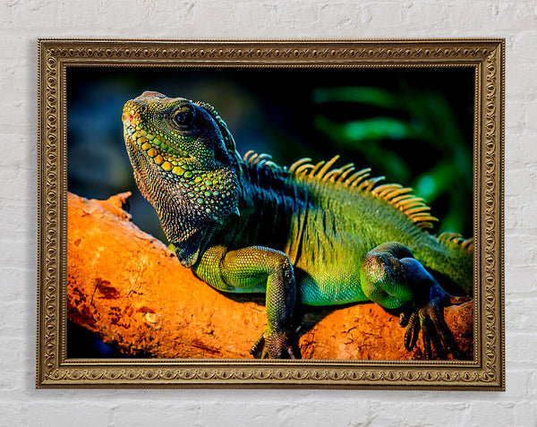 Iguana Framed Print