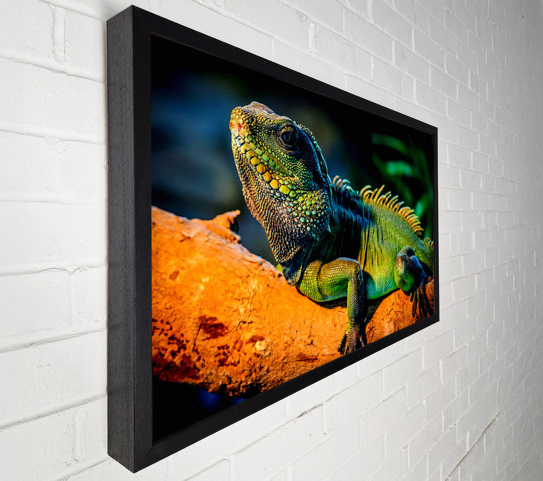  A Canvas Print of Iguana Canvas Art