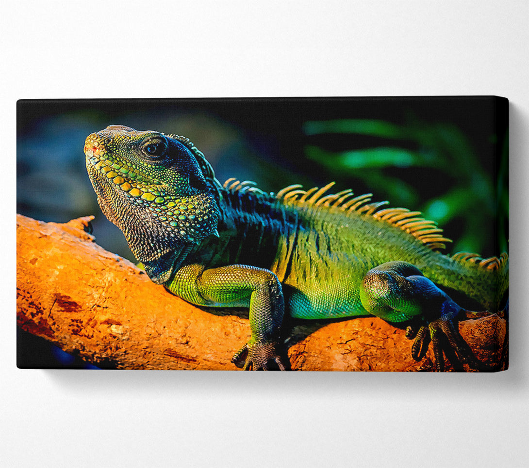  A Canvas Print of Iguana Canvas Art