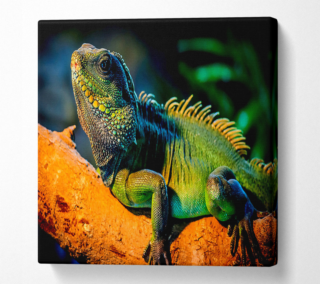  A Canvas Print of Iguana Canvas Art