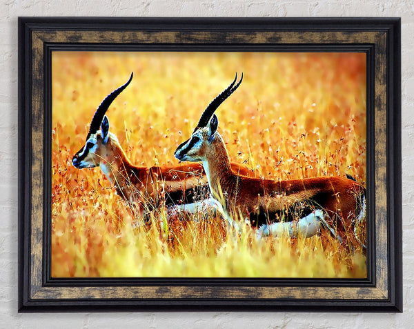In The Wild Framed Print