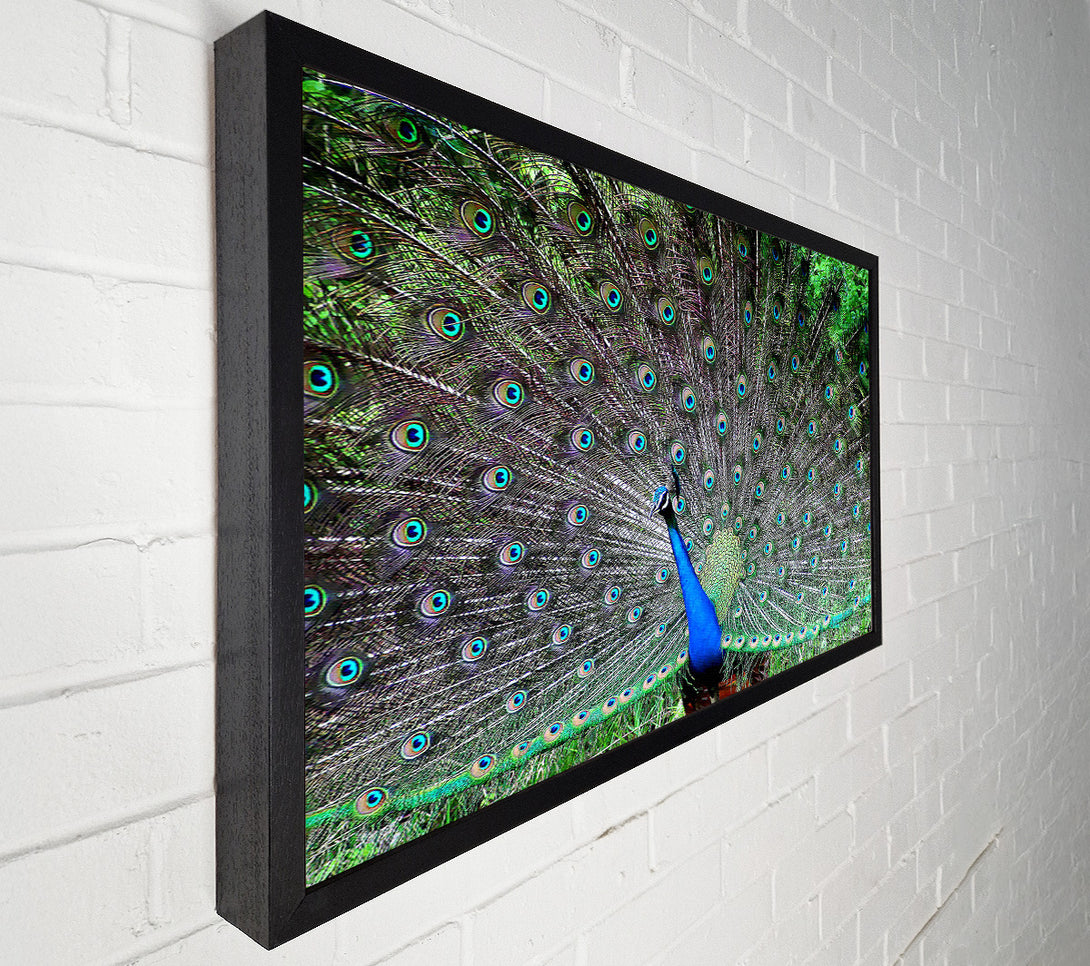  A Canvas Print of Indian Peafowl Canvas Art
