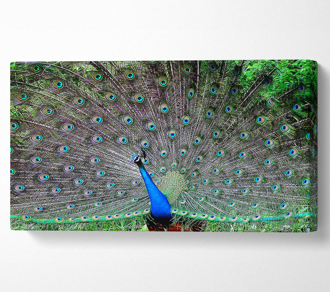  A Canvas Print of Indian Peafowl Canvas Art