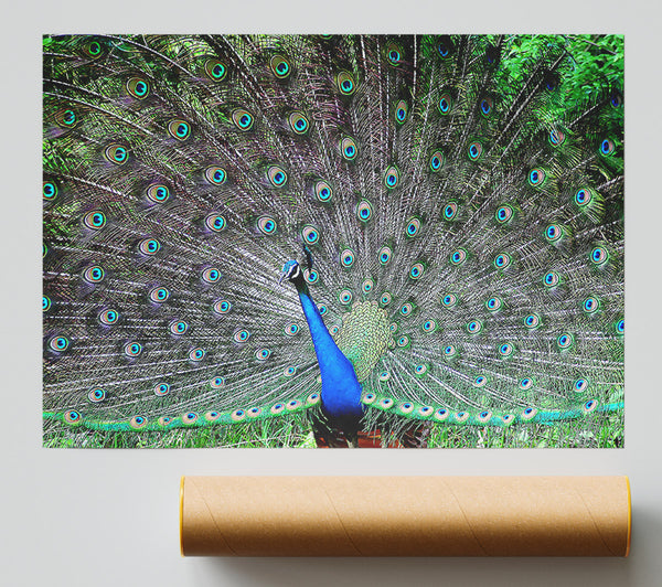 Indian Peafowl Poster