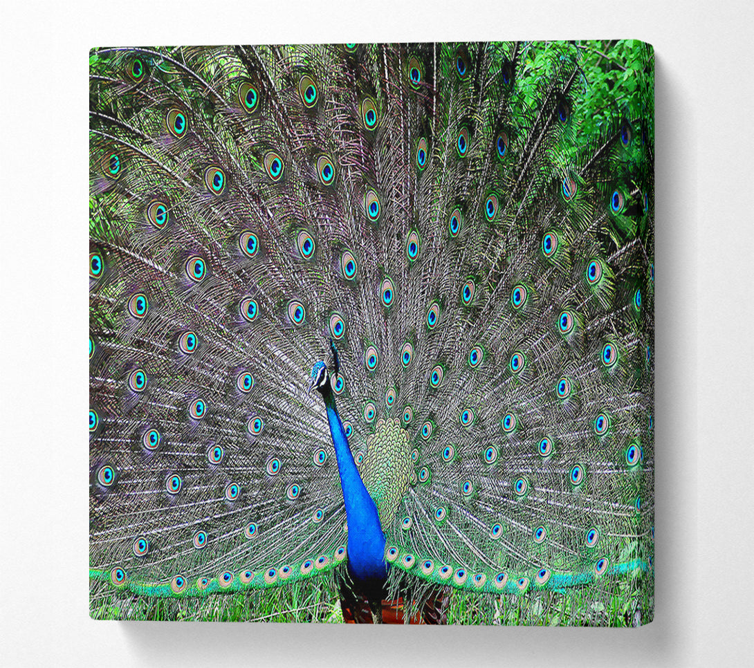  A Canvas Print of Indian Peafowl Canvas Art