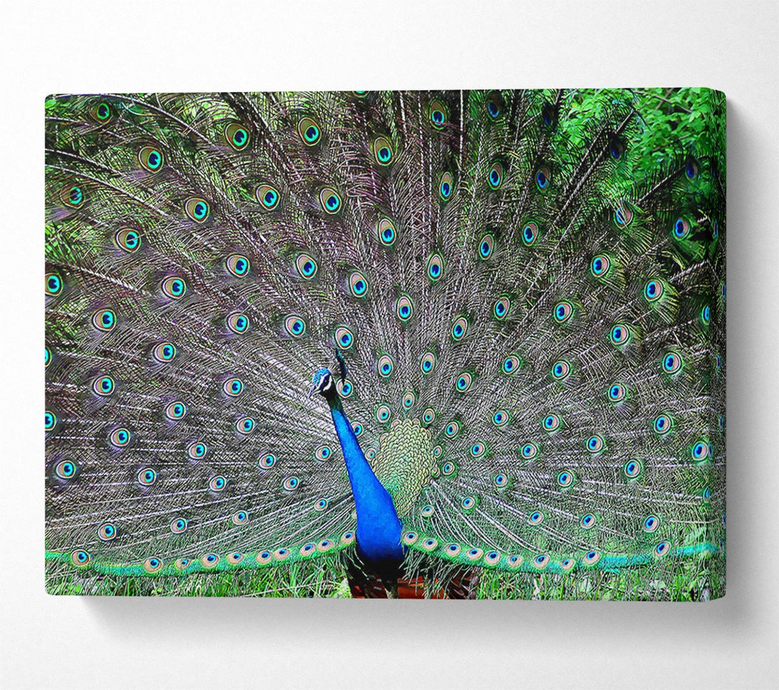  A Canvas Print of Indian Peafowl Canvas Art