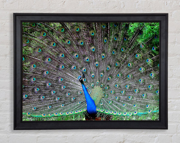Indian Peafowl Framed Print