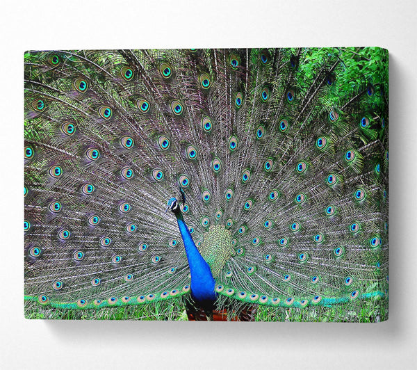  A Canvas Print of Indian Peafowl Canvas Art
