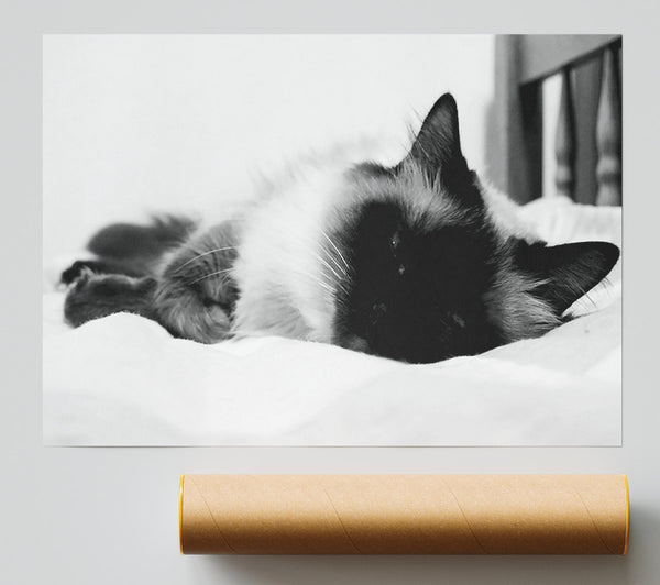 Its A Cats Life B N W Giclee Print